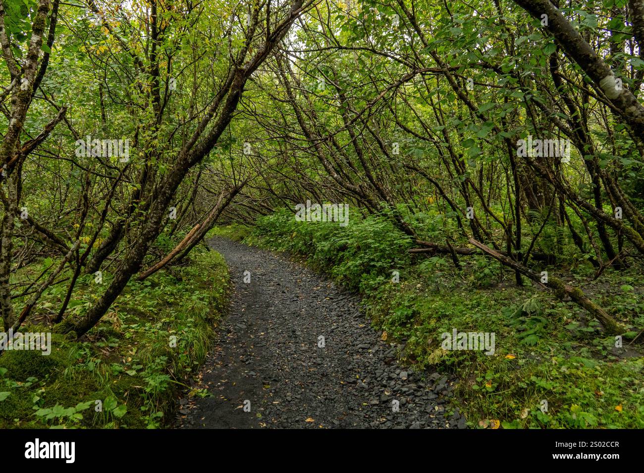 Ein Wanderweg auf Kodiak Island, Alaska, ist reich und lebendig, dank der enormen Regenmenge Stockfoto Ein Wanderweg auf Kodiak Island, Alaska, ist reich und lebendig, dank der enormen Regenmenge Stockfoto