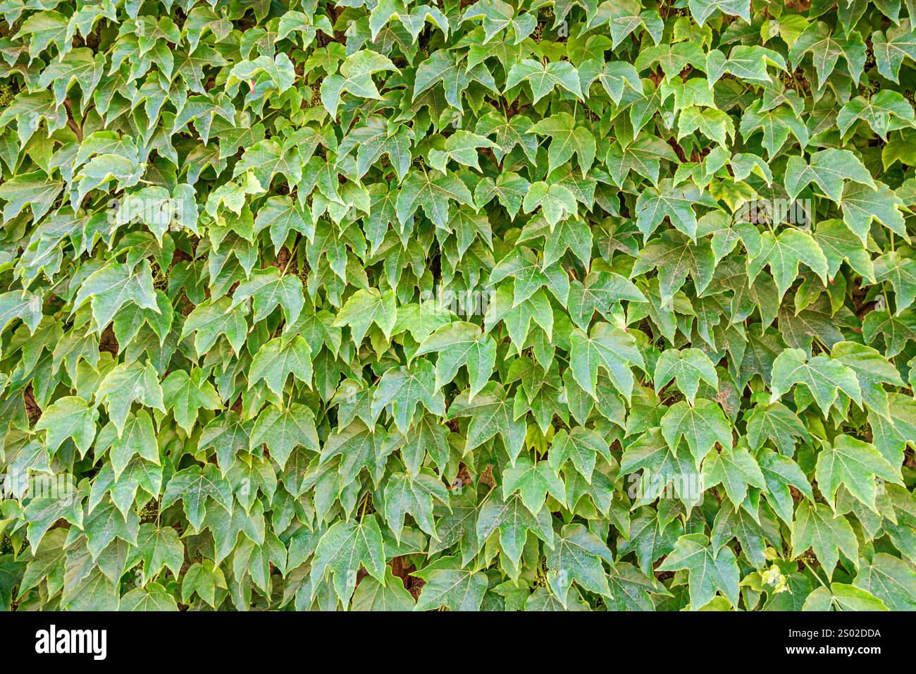Livorno Italien, nahe Fosso reale, grüne Efeu-bedeckte Wand, Blattstruktur, dichtes Laub, Naturdetail, städtisches Grün, Kletterpflanze, dekorative Vegetation, cl Stockfoto