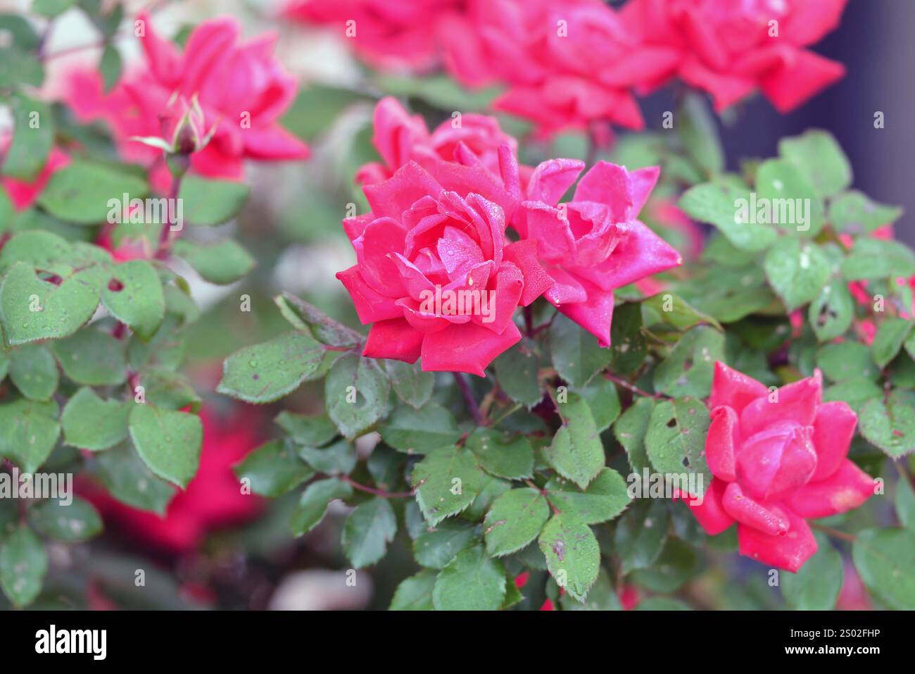 Elegante, hübsche, duftende rote Rosen Stockfoto