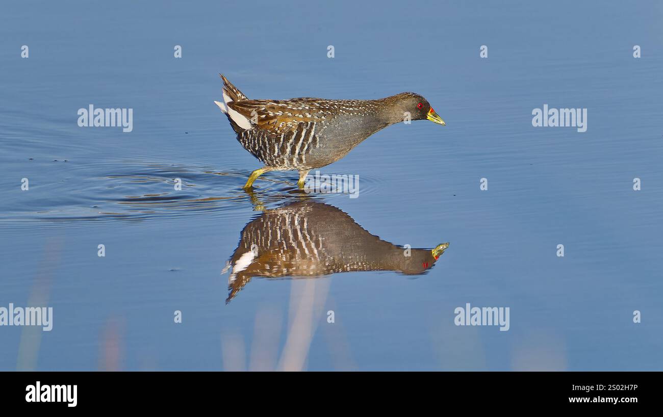 Wasservogel oder Küstenvogel australischer Fleckenkrake (Porzana fluminea), der in Hobart, Tasmanien, Australien, im stillen blauen See waten Stockfoto