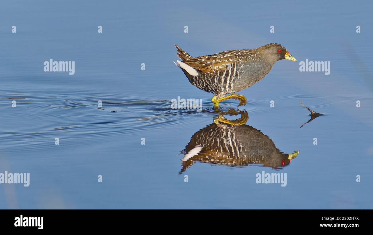 Wasservogel oder Küstenvogel australischer Fleckenkrake (Porzana fluminea), der in Hobart, Tasmanien, Australien, im stillen blauen See waten Stockfoto