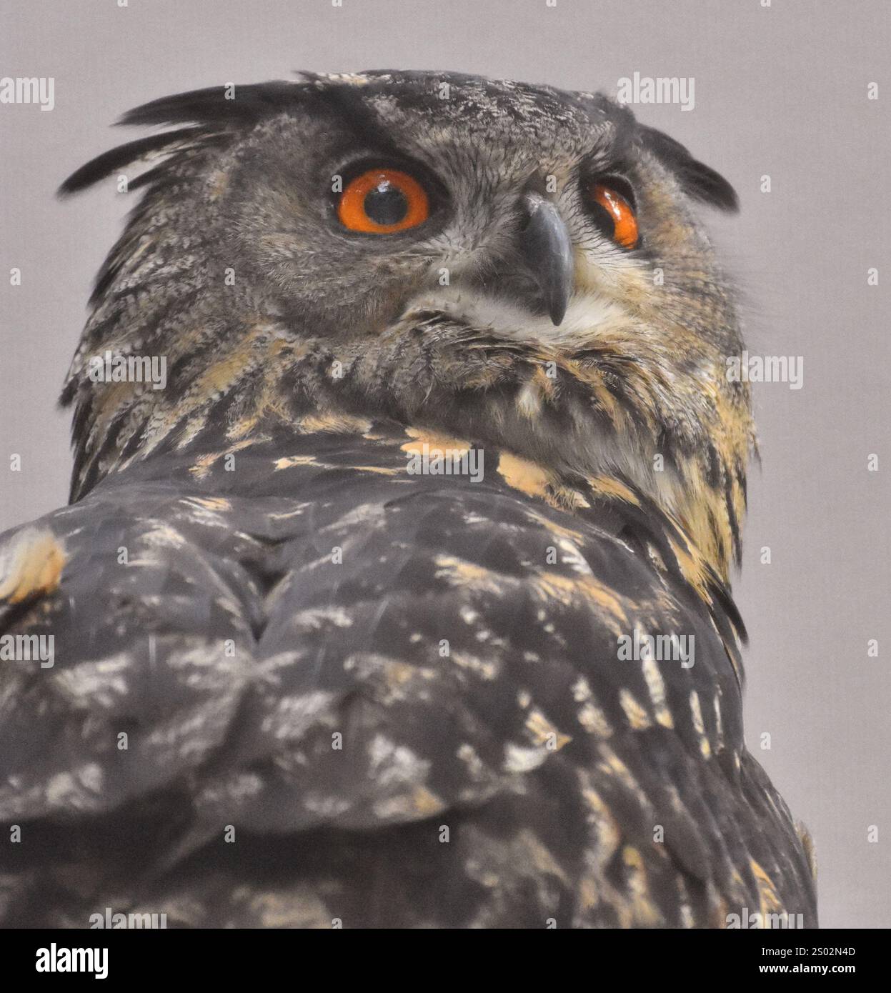 Eulen (Bubo bubo), ein in Asien und Europa heimischer Vogel. Stockfoto