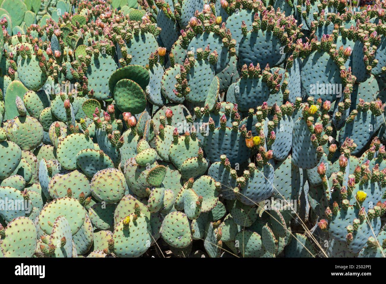 Feld von Kaktuspaddern der Opuntia mit grünen und bläulichen Tönen, stacheliges Opuntia-Kaktusmuster in der Wüste Stockfoto