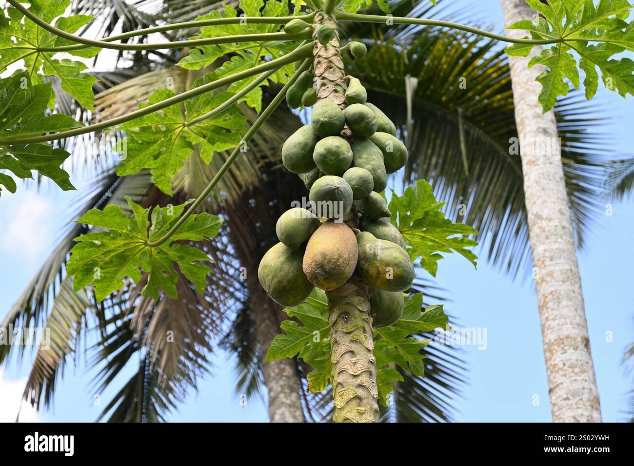 Blick auf die reifenden Papaya-Früchte, die auf dem Stamm eines Papaya-Baumes auf einem landwirtschaftlichen Feld wachsen. Fruchtkrankheit ist auf der Oberfläche der Reifung sichtbar Stockfoto