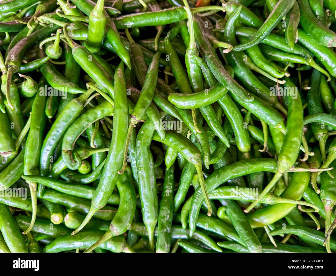 Frische grüne Chili-Paprika stapeln sich in einer Marktausstellung Stockfoto