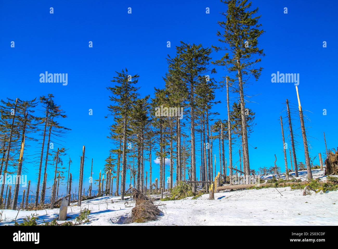 Hohe Bäume, Kiefern, Fichten vor dem blauen Himmel, Winteraura in den Bergen, Panorama der Berge im Winter Stockfoto