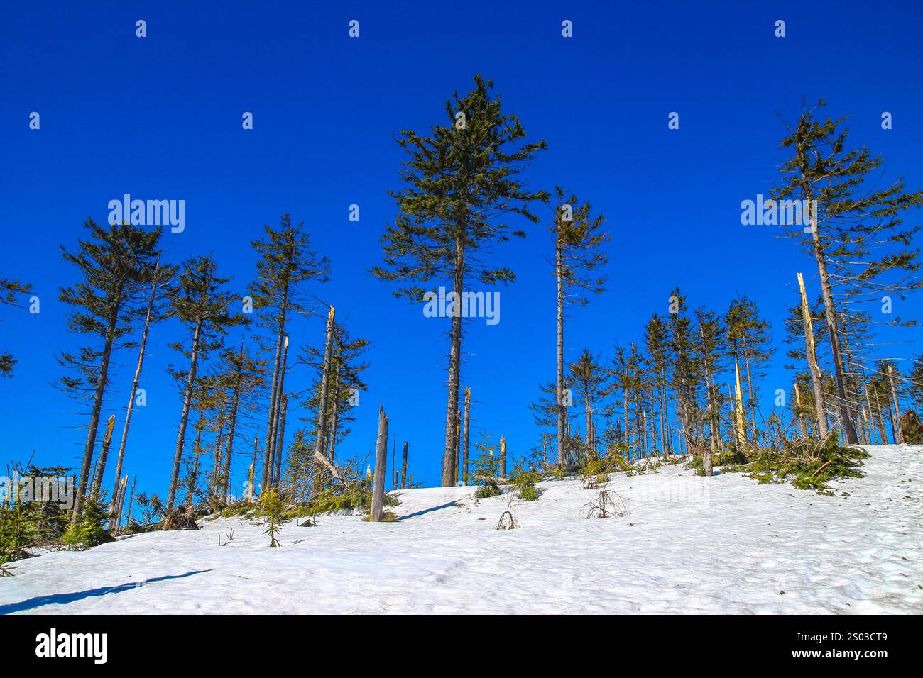 Hohe Bäume, Kiefern, Fichten vor dem blauen Himmel, Winteraura in den Bergen, Panorama der Berge im Winter Stockfoto