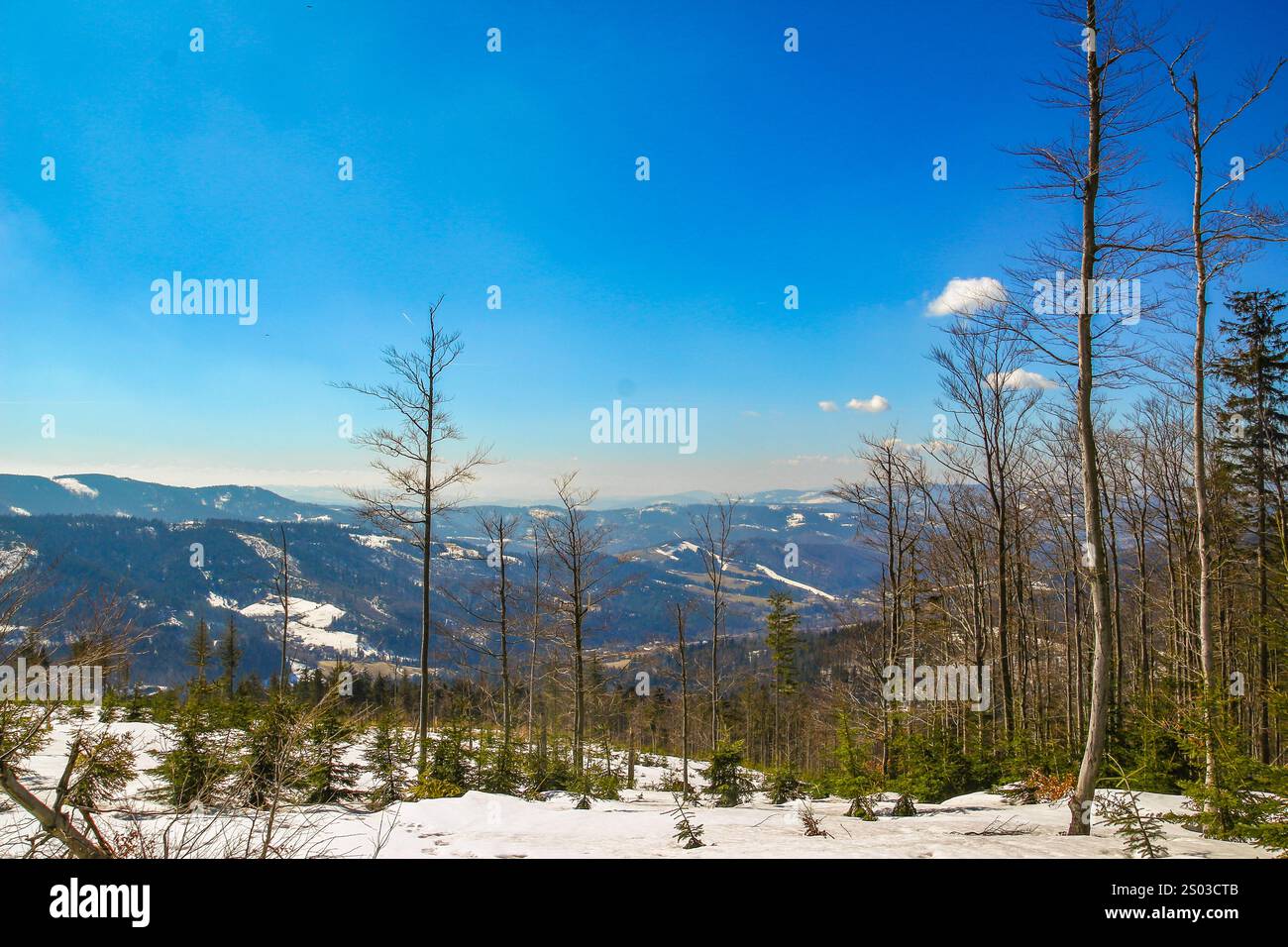 Hohe Bäume, Kiefern, Fichten vor dem blauen Himmel, Winteraura in den Bergen, Panorama der Berge im Winter Stockfoto