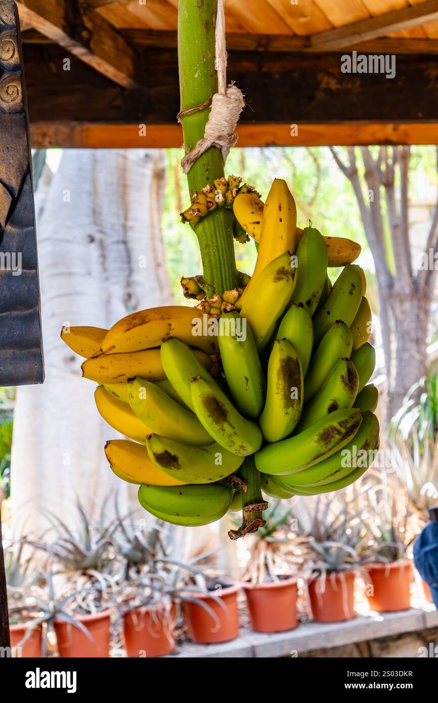 Ein Haufen Bananen hängt an einem Baum. Die Bananen sind grün und gelb. Die Szene ist draußen, mit ein paar Topfpflanzen im Hintergrund Stockfoto