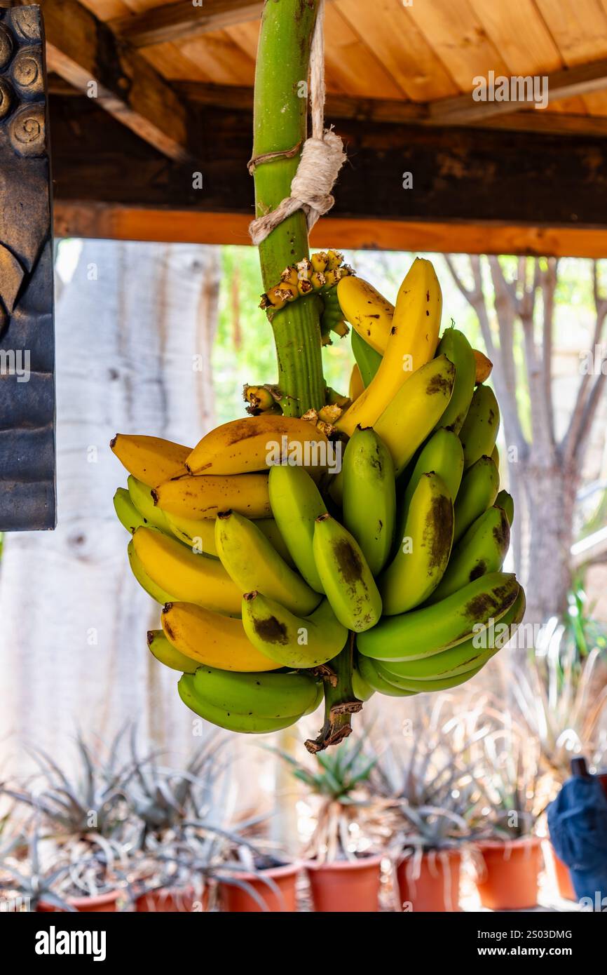 Ein Haufen Bananen hängt an einem Baum. Die Bananen sind grün und gelb. Das Bild hat eine helle und fröhliche Stimmung Stockfoto