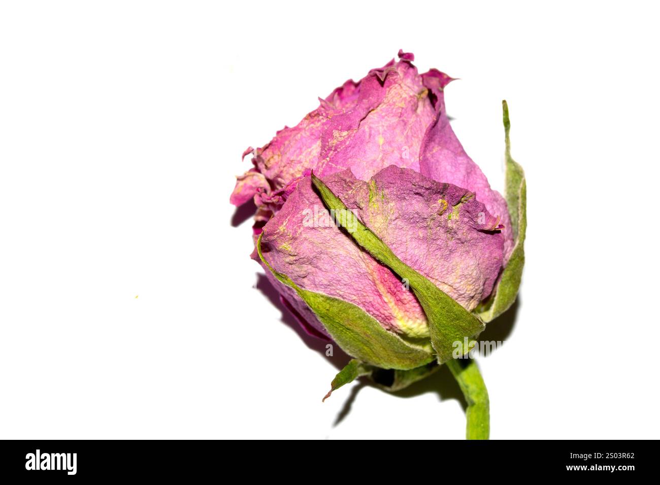 Nahaufnahme einer getrockneten Roten Rose Blume und Blütenblätter Stockfoto