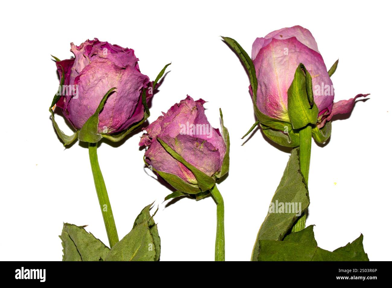 Nahaufnahme einer getrockneten Roten Rose Blume und Blütenblätter Stockfoto