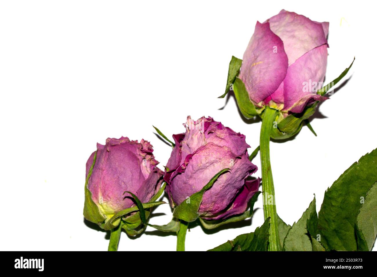 Nahaufnahme einer getrockneten Roten Rose Blume und Blütenblätter Stockfoto