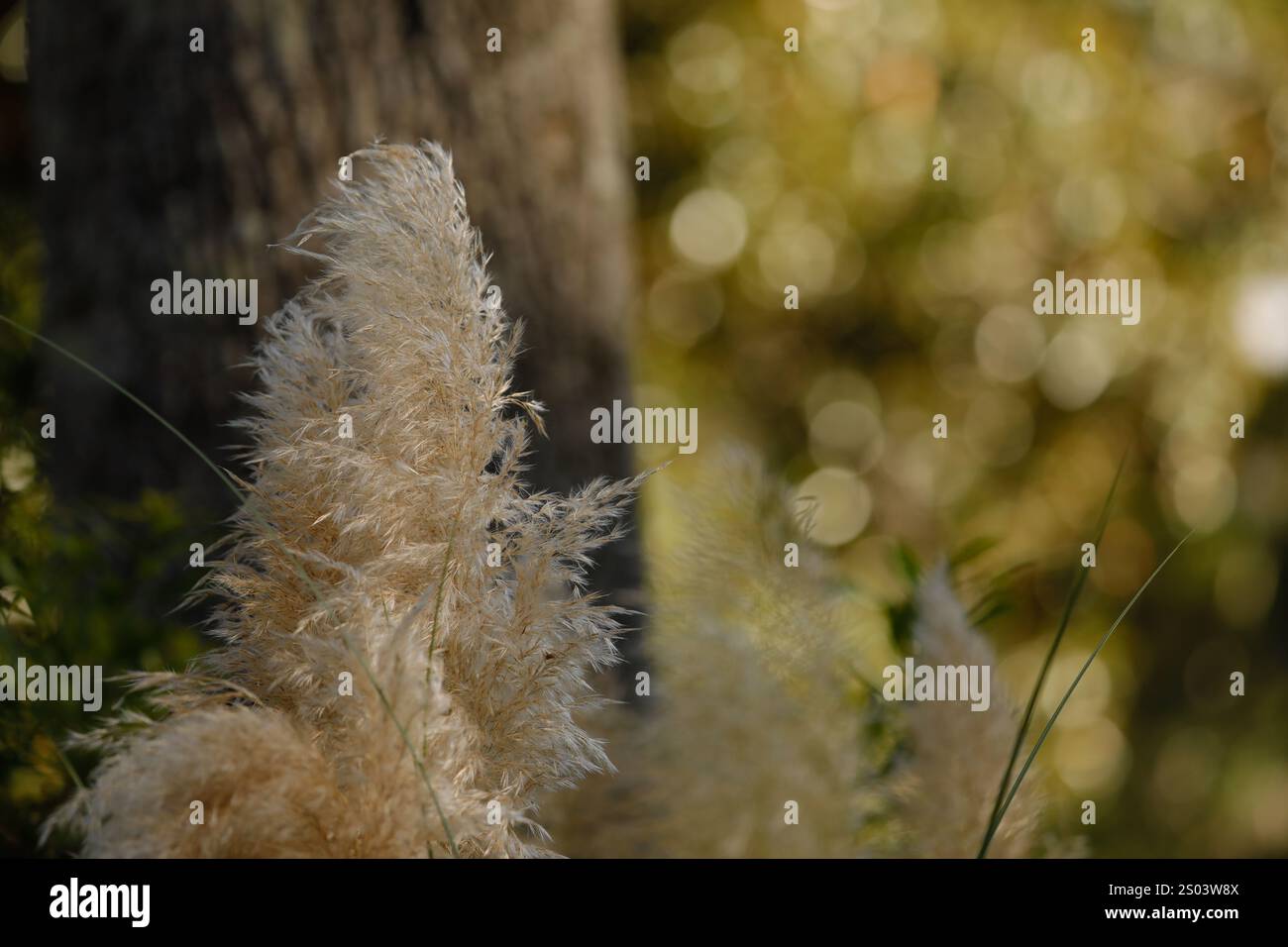 Dieses hochwertige Bild eignet sich perfekt für Naturliebhaber, Wohnkultur, Drucke und digitale Anwendungen. Eine ruhige und traumhafte Komposition mit sanftem Sonnenlicht. Stockfoto