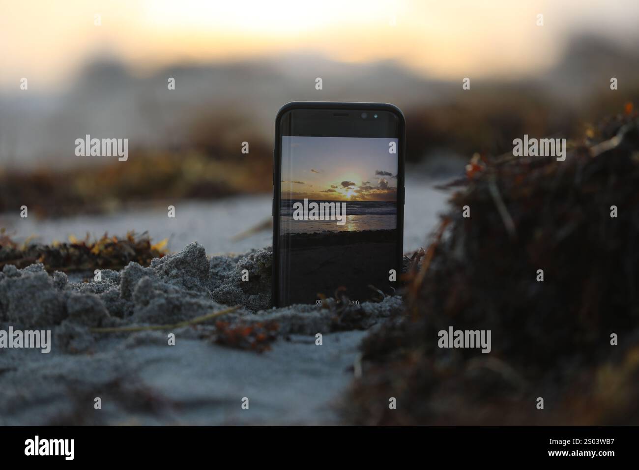 Dieses hochwertige Bild eignet sich perfekt für Naturliebhaber, Wohnkultur, Drucke und digitale Anwendungen. Eine ruhige und traumhafte Komposition mit sanftem Sonnenlicht. Stockfoto