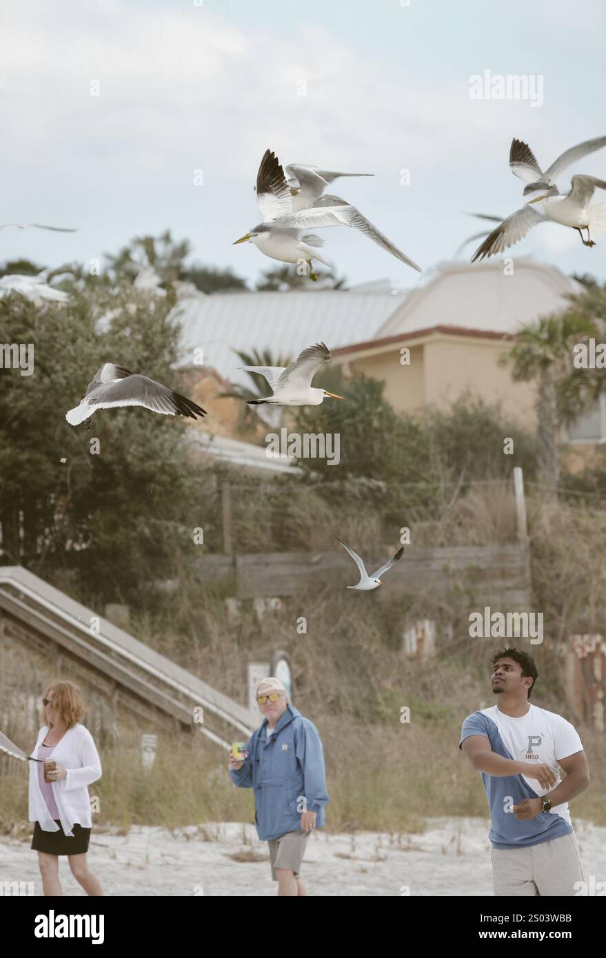 Dieses hochwertige Bild eignet sich perfekt für Naturliebhaber, Wohnkultur, Drucke und digitale Anwendungen. Eine ruhige und traumhafte Komposition mit sanftem Sonnenlicht. Stockfoto