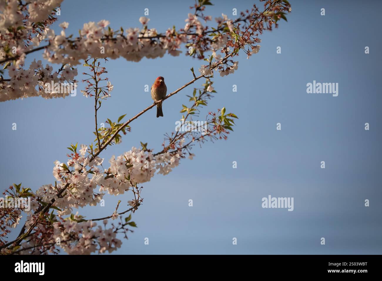 Ein kleiner, lebendiger Vogel thront zart auf einem Zweig eines blühenden Baumes, umgeben von Haufen von zarten rosa und weißen Blüten. Vogel, Blütenbaum, Stockfoto