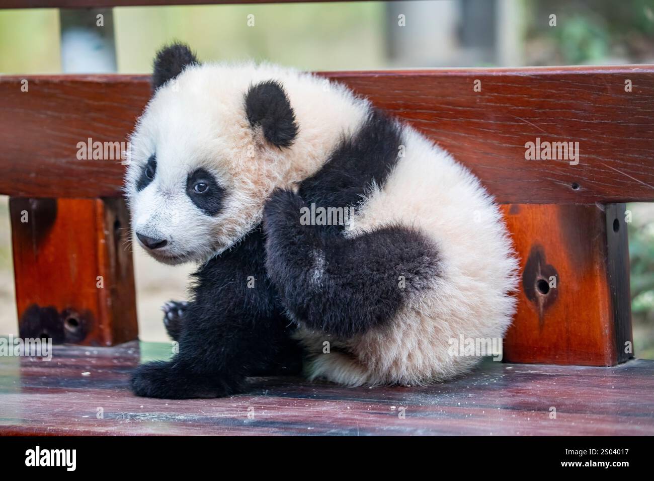 Das Nahaufnahmebild des sechs Monate alten Baby-Riesenpandas (Ailuropoda melanoleuca) „Mei Zhu“ aus Guangzhou Chimelong Safari Park China. Stockfoto