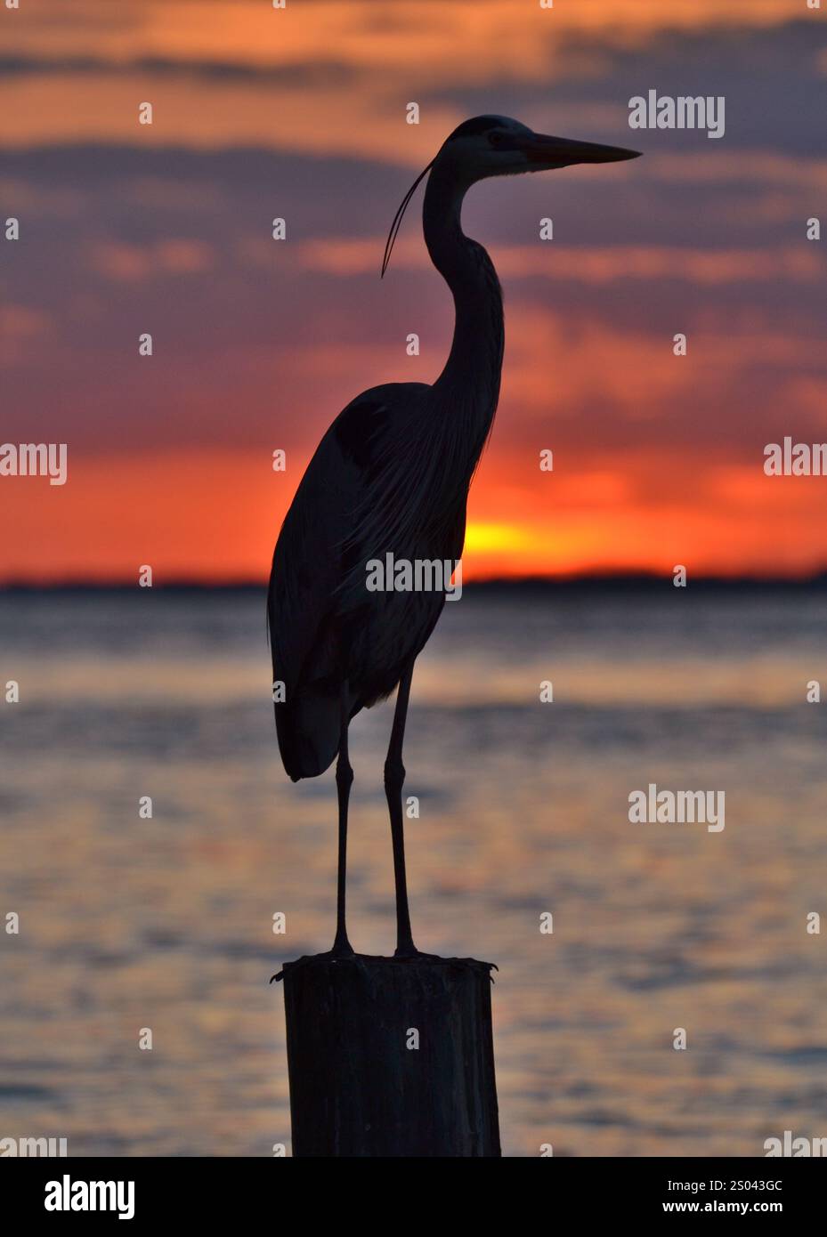 Silhouette eines großen blauen Reihers bei Sonnenuntergang. In Destin, Florida, mit Blick auf den Golf von Mexiko. Stockfoto