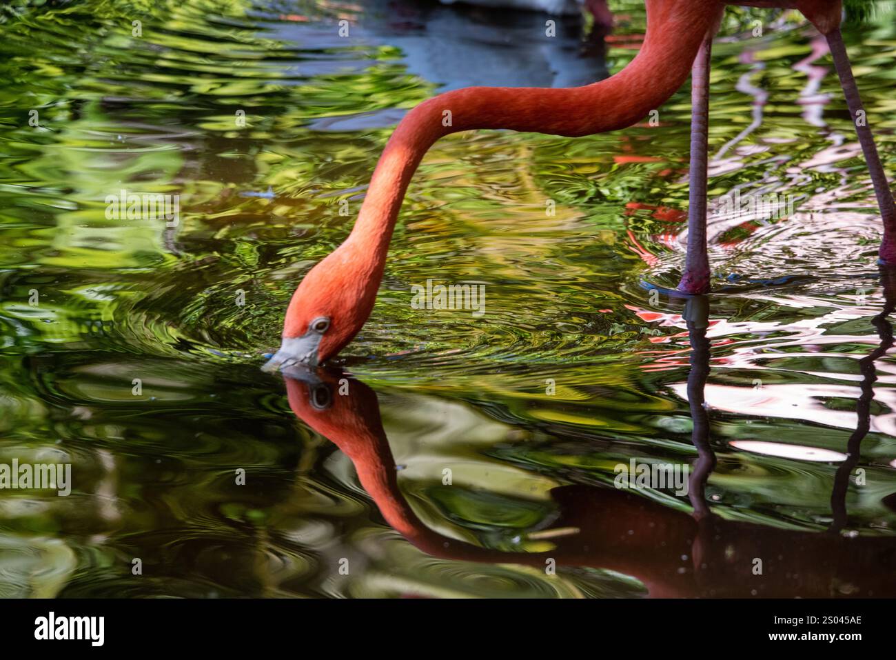 Flamingo Stockfoto