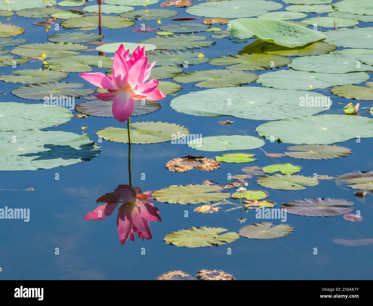 Nahaufnahme der Lilienlotusblume im wunderschönen Wassersumpf Jayatatataka Baray in Angkor, Kambodscha Stockfoto