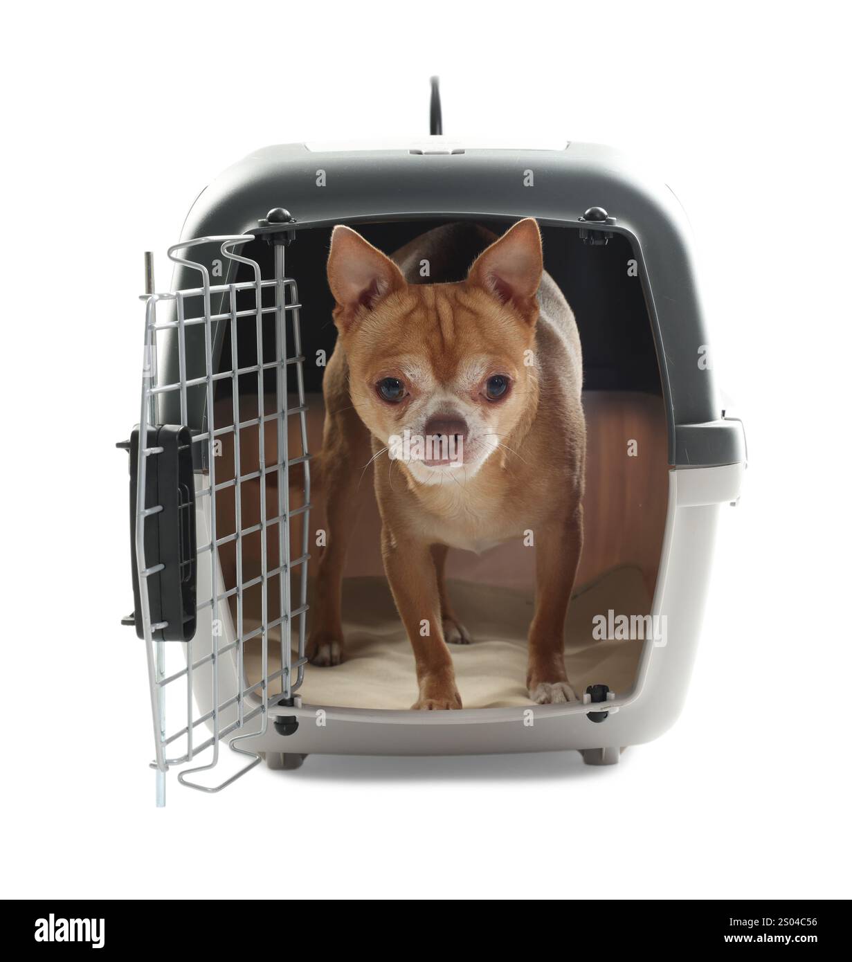 Entzückender Hund in Haustierträger isoliert auf weiß Stockfoto