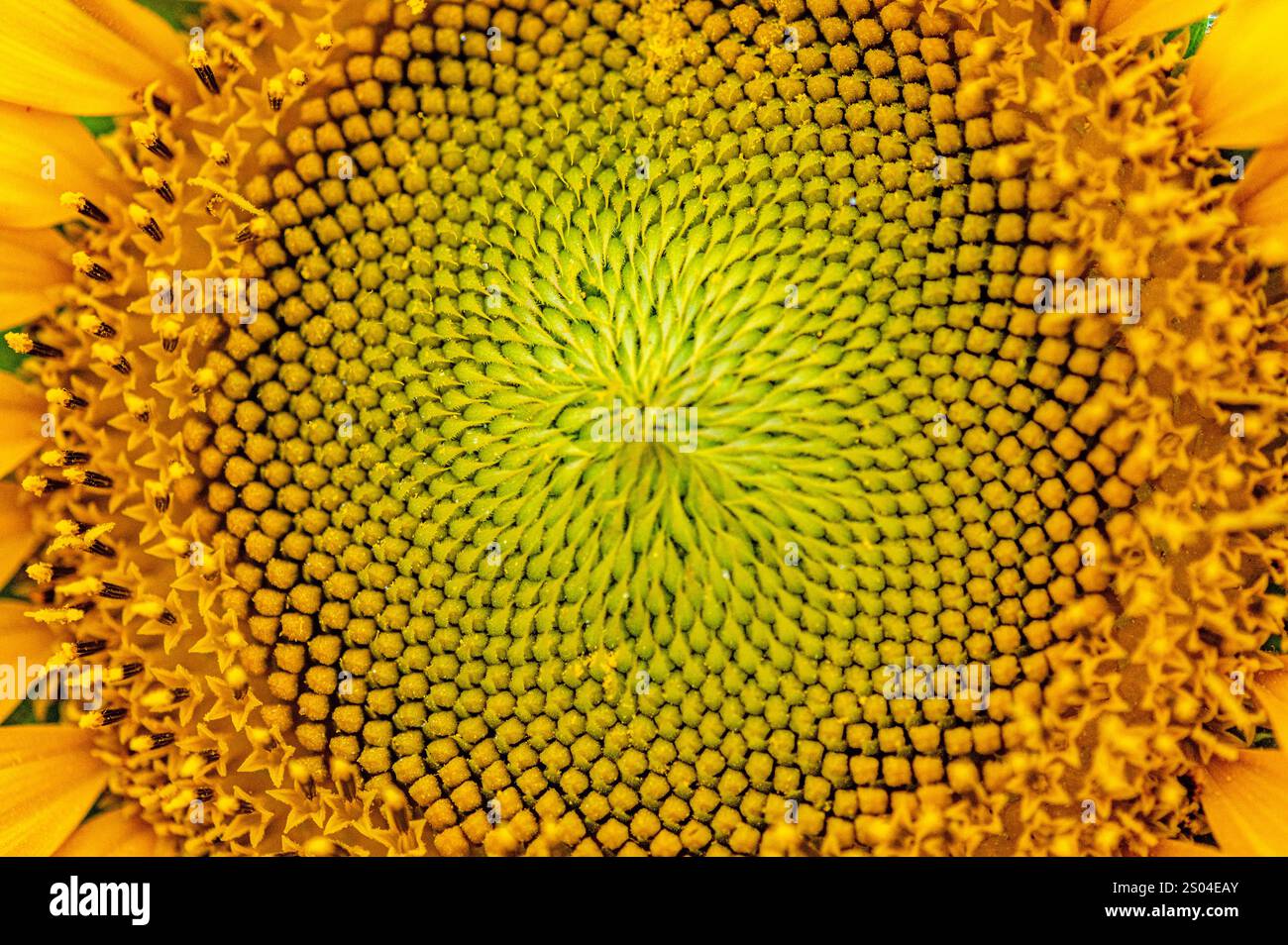 Nahaufnahme des mittleren Teils der Sonnenblume, der wie geometrische Muster aussieht. Stockfoto