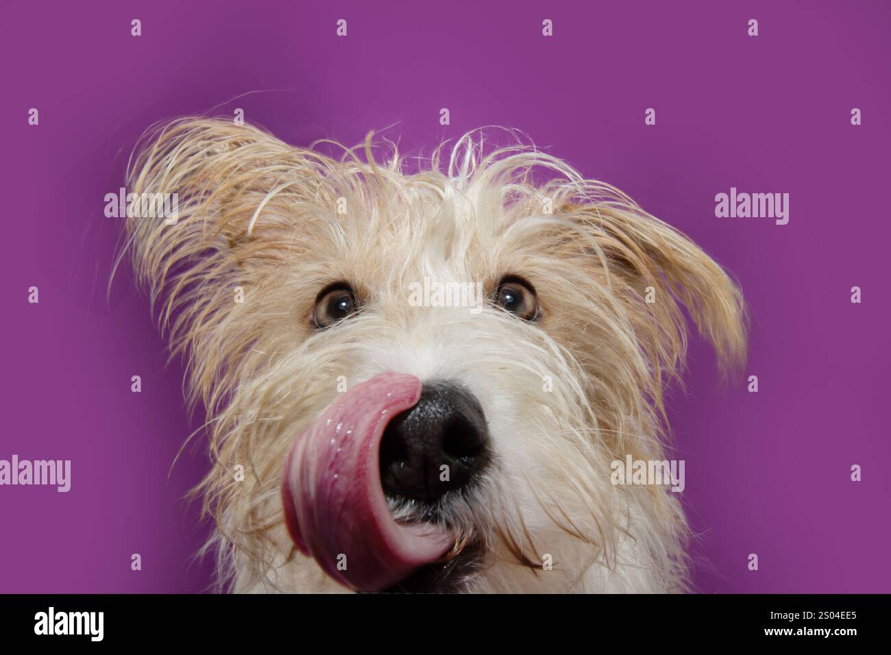 Porträt-hungriger Fuchs-Welpe leckt seine Lippen mit der Zunge. Isoliert auf violettem oder lila Hintergrund Stockfoto