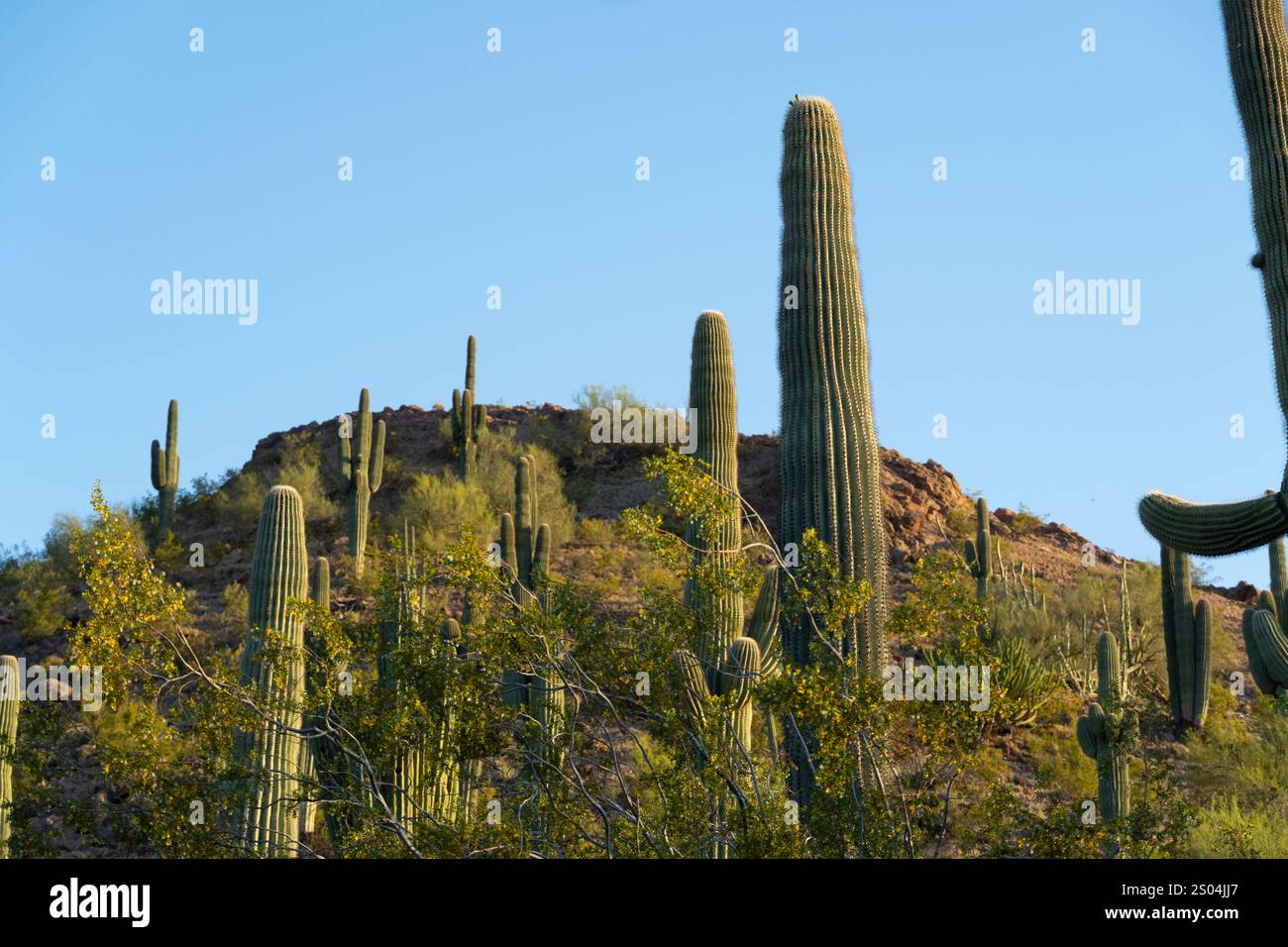 Eine Gruppe hoch aufragender Saguaro-Kakteen steht stolz auf den Wüstenhügeln und reicht hoch über der Landschaft. Ihre großen, schlanken Koffer erheben sich gegen die Stockfoto