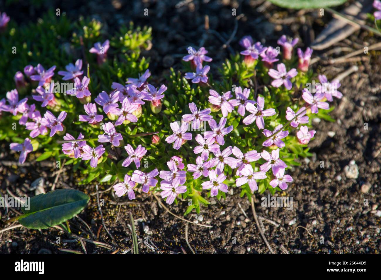 Dieses Bild zeigt die wunderschöne Silene acaulis, allgemein bekannt als Moss Campion oder Cushion Pink, in voller Blüte auf Disko Island in Grönland. Die pla Stockfoto