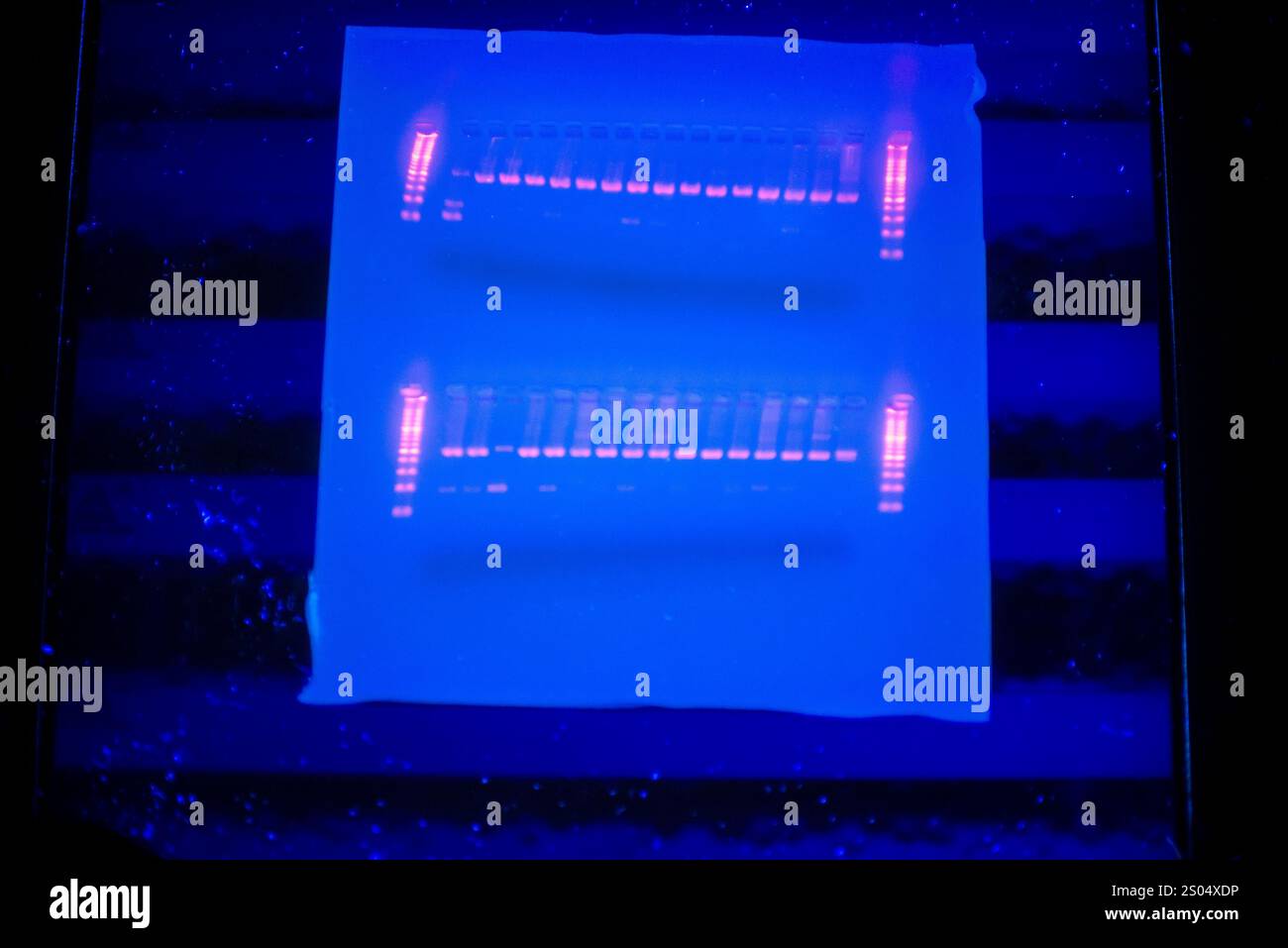 Dieses Bild zeigt ein DNA-Gel unter UV-Licht, wobei durch den Elektrophoreseprozess deutliche Banden sichtbar sind. Die Bänder stellen DNA-Fragmente dar Stockfoto