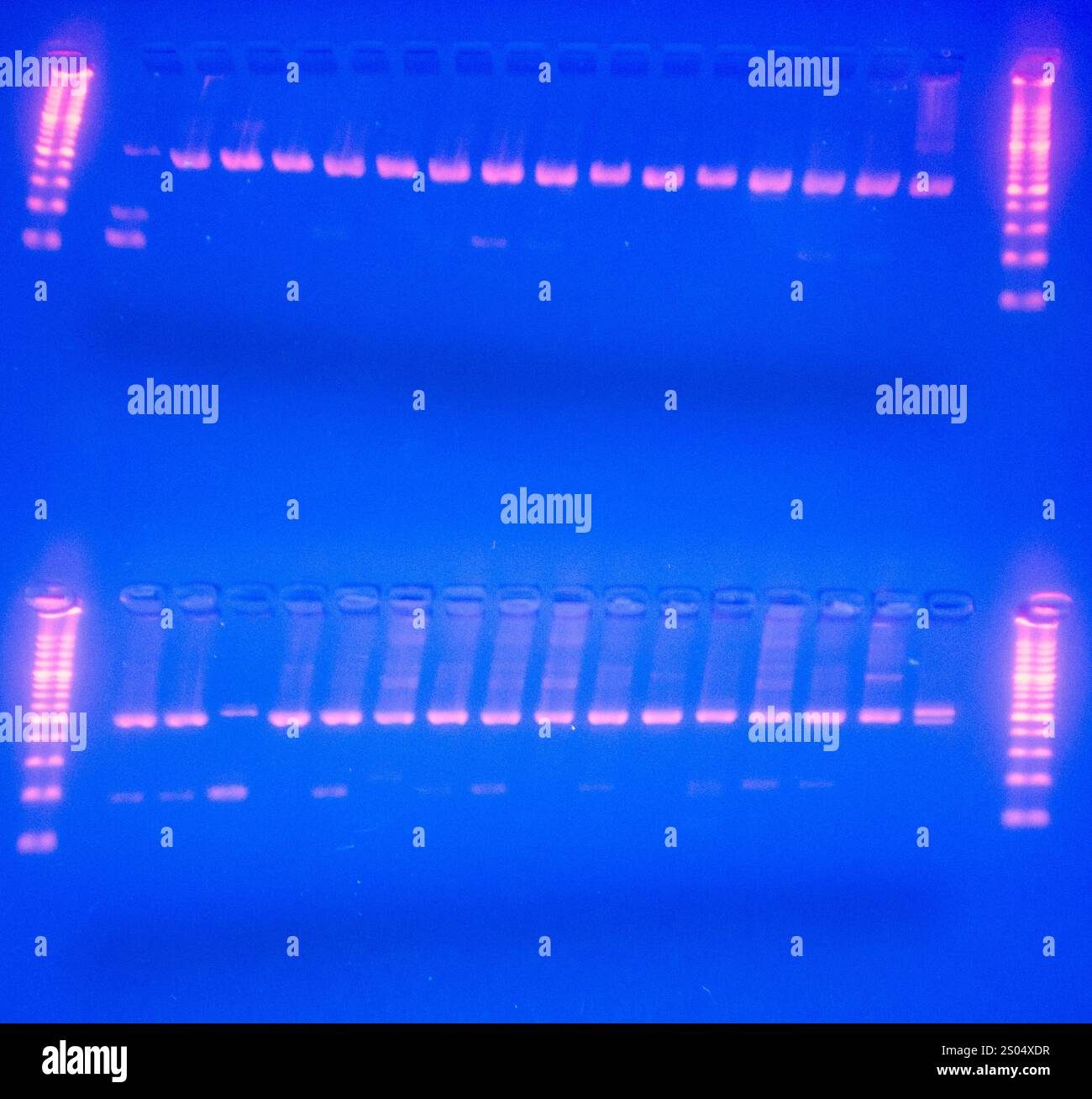 Dieses Bild zeigt ein DNA-Gel unter UV-Licht, wobei durch den Elektrophoreseprozess deutliche Banden sichtbar sind. Die Bänder stellen DNA-Fragmente dar Stockfoto