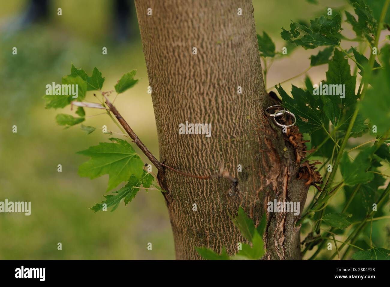 Nahaufnahme der Hochzeitsringe in Baumrinde, umgeben von grünen Blättern. Stockfoto