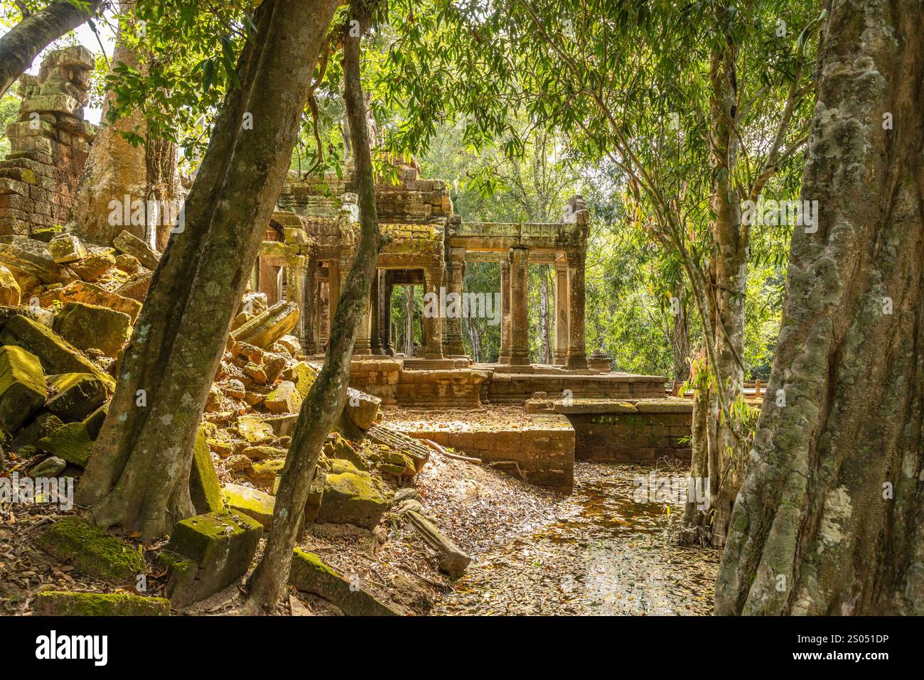 Der antike Ta Prohm Tempel, versteckt im kambodschanischen Dschungel, Angkor VAT, Siem Reap, Kambodscha Stockfoto