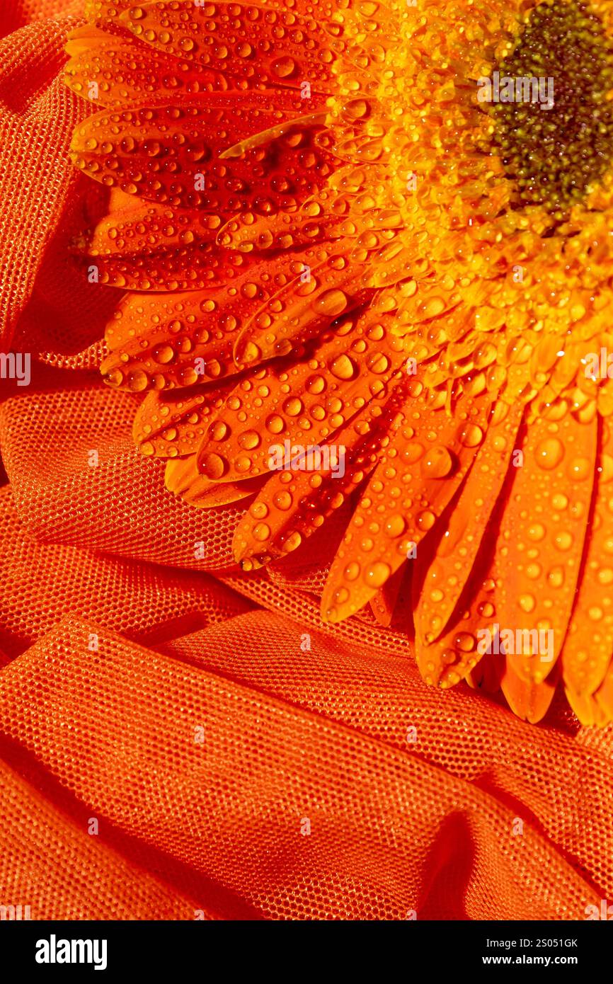 Orange Gerbera Blume mit Wassertropfen, Nahaufnahme Stockfoto