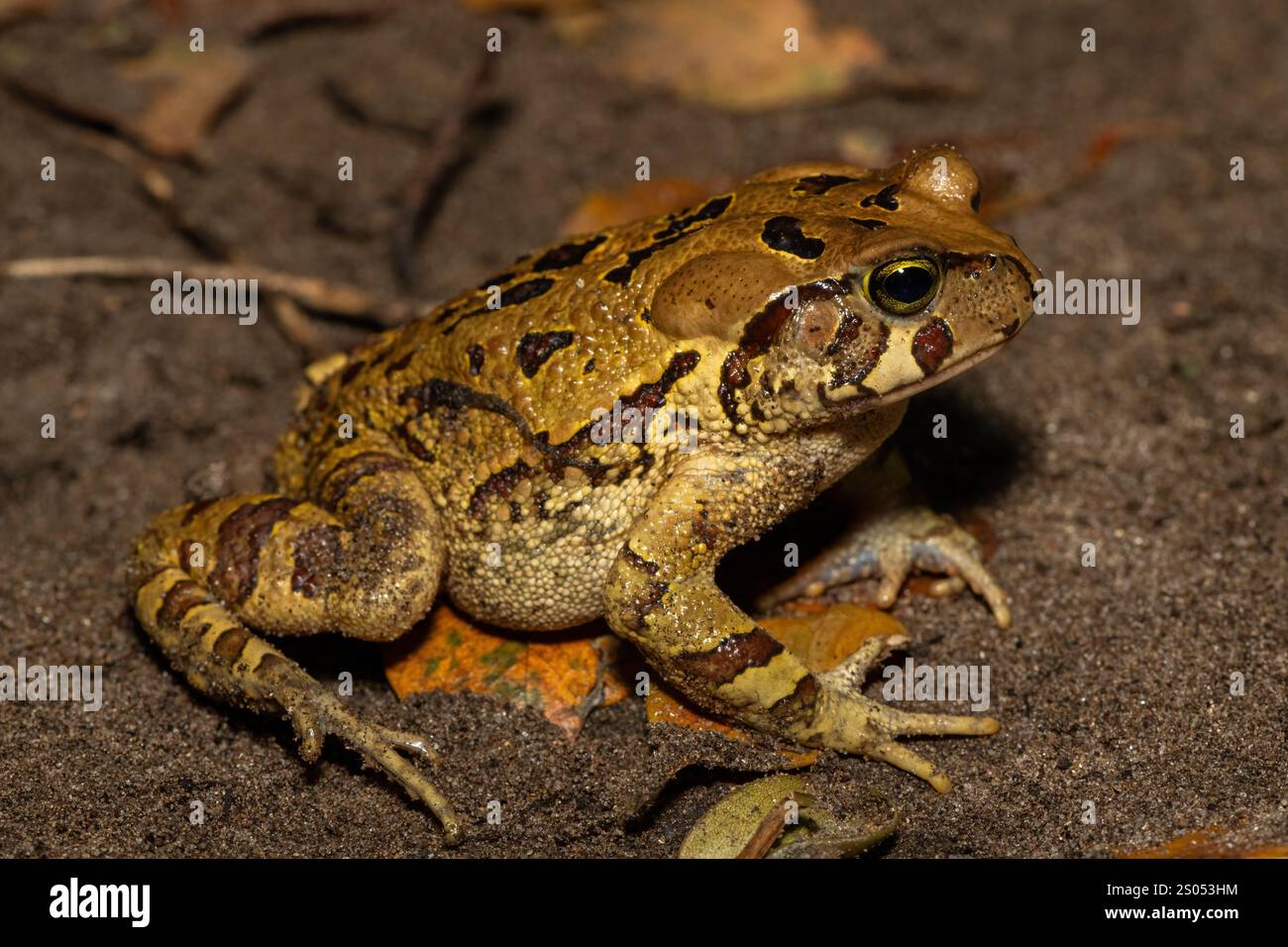 Eine wunderschöne östliche Leopardenkröte (Sclerophrys pardalis), in freier Wildbahn, in Westkap, Südafrika Stockfoto