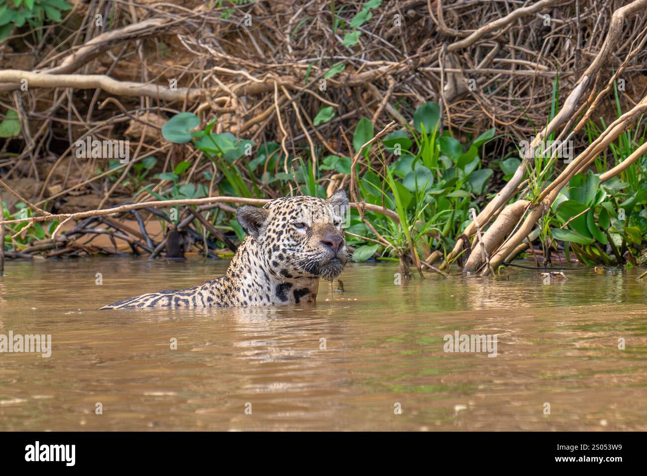 Jaguar hebt seinen Kopf aus dem Fluss, um seine Umgebung auf der Jagd zu beobachten Stockfoto