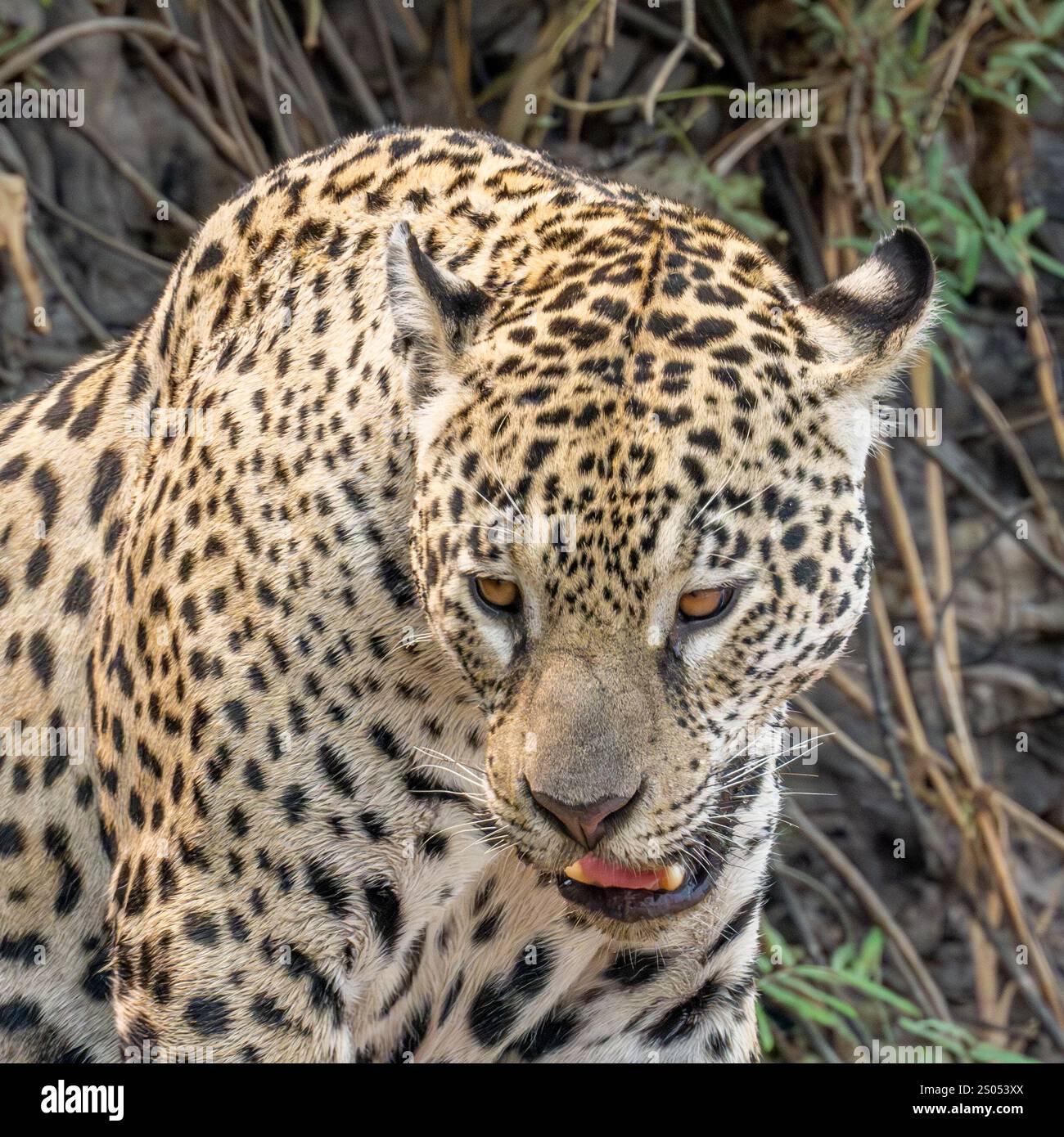 Jaguar Dreiviertel-Porträt mit gedrehtem Kopf Stockfoto