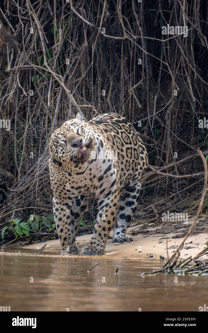Jaguar schüttelt Wasser aus Kopf und Körper Stockfoto