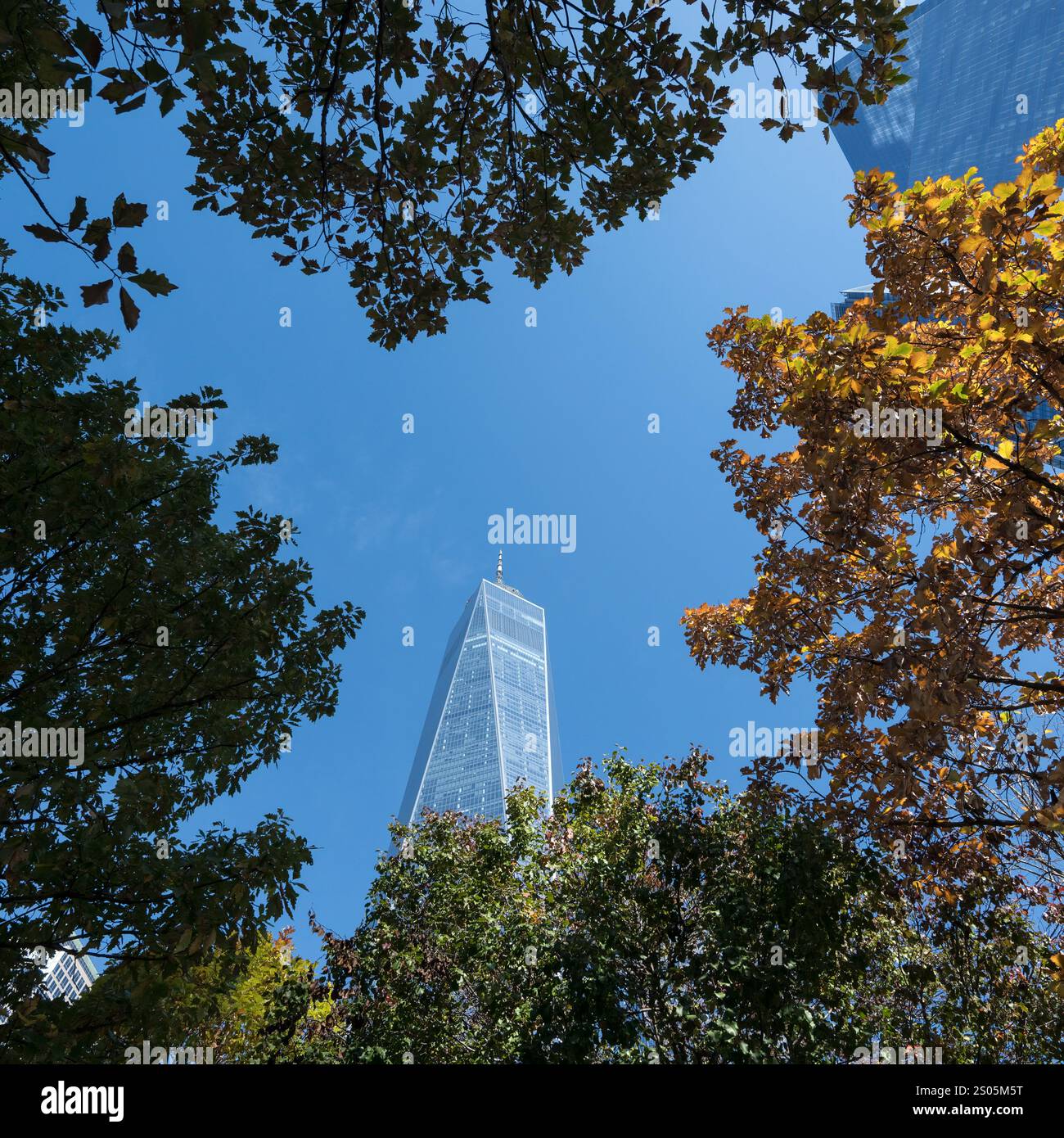 Das One World Trade Center erhebt sich durch die Bäume auf dem Gelände des 9/11 Memorial and Museum Grounds. Ein markantes Symbol der Widerstandsfähigkeit gegen einen klaren blauen Himmel. Stockfoto Das One World Trade Center erhebt sich durch die Bäume auf dem Gelände des 9/11 Memorial and Museum Grounds. Ein markantes Symbol der Widerstandsfähigkeit gegen einen klaren blauen Himmel. Stockfoto