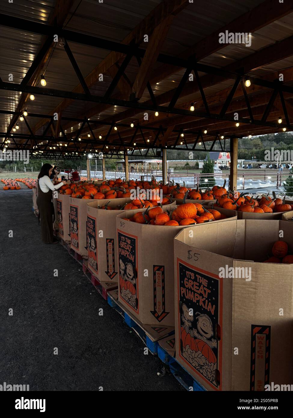 Herbststimmung in vollem Gange: Das perfekte Kürbisabenteuer. Erntezeit in all ihrer Pracht – Kürbisse, soweit das Auge reicht. Stockfoto