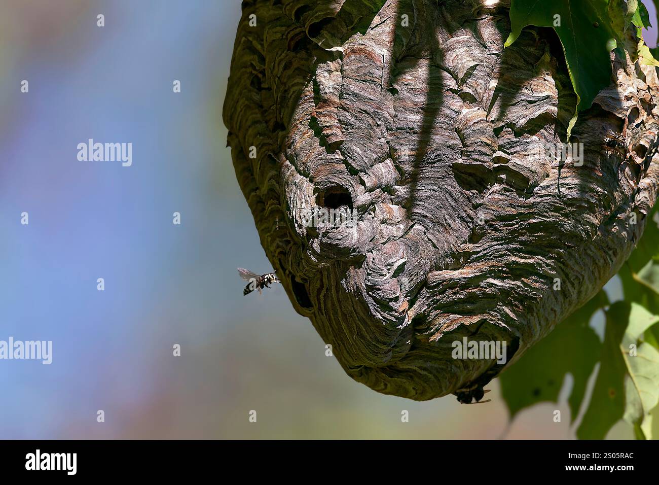 Die Glatzhornhaut ( Dolichovespula maculata ) nistet auf einem Baum im Park. Stockfoto