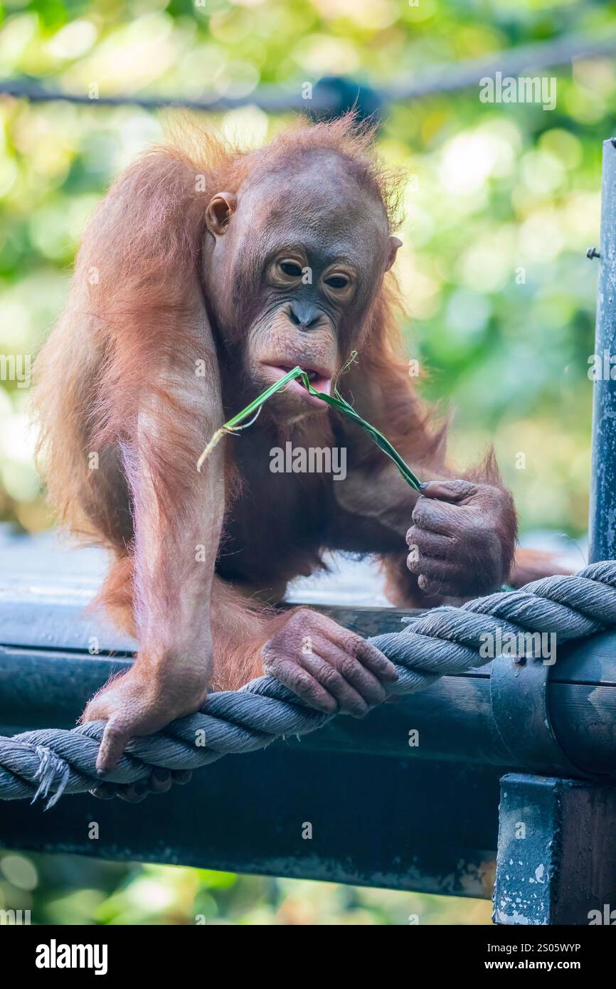 Ein Borneaner Orang-Utan isst Essen. Der Orang-Utan ist eine vom Aussterben bedrohte Art, mit Entwaldung, Palmölplantagen Stockfoto