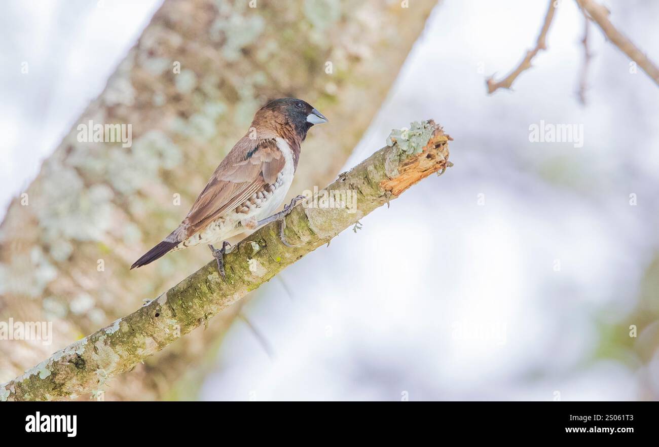 Bronze Mannikin (Lonchura cucullata) ist ein kleiner singvogel der Afrotropen. Dieser sehr soziale, estrildid Finch ist ein Vogel, der sich in den meisten Teilen Afrikas in den s befindet Stockfoto