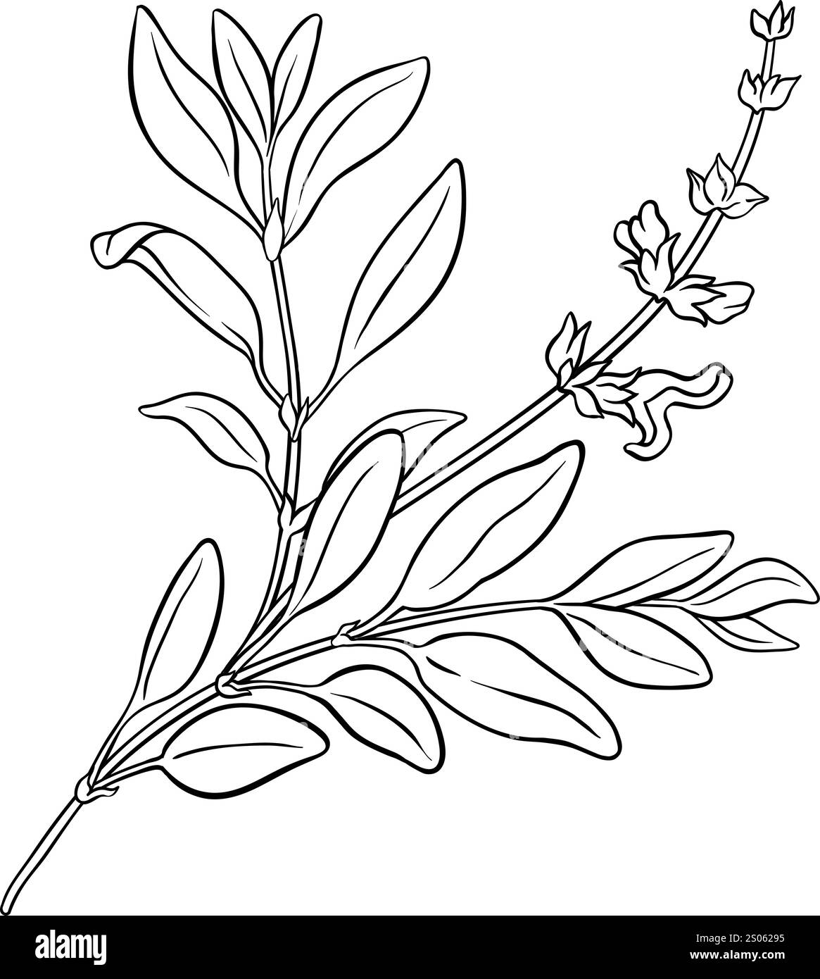 Salbei Pflanze mit Blumen Umrissillustration Stock Vektor