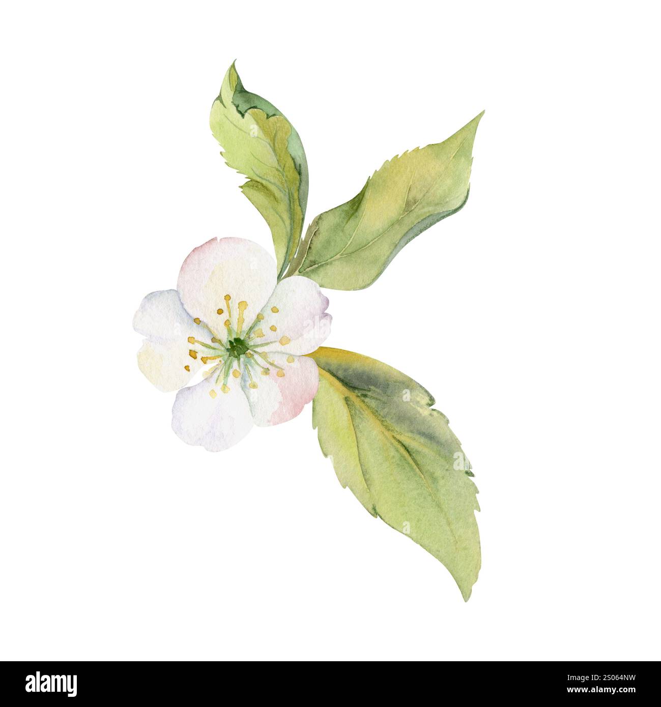 Kirschsakura weiße Blume mit grünen Blättern, handgezeichnet in Aquarell, Wildblumen botanische Illustration. Isolierte Rosette-Knopflochzusammensetzung Stockfoto