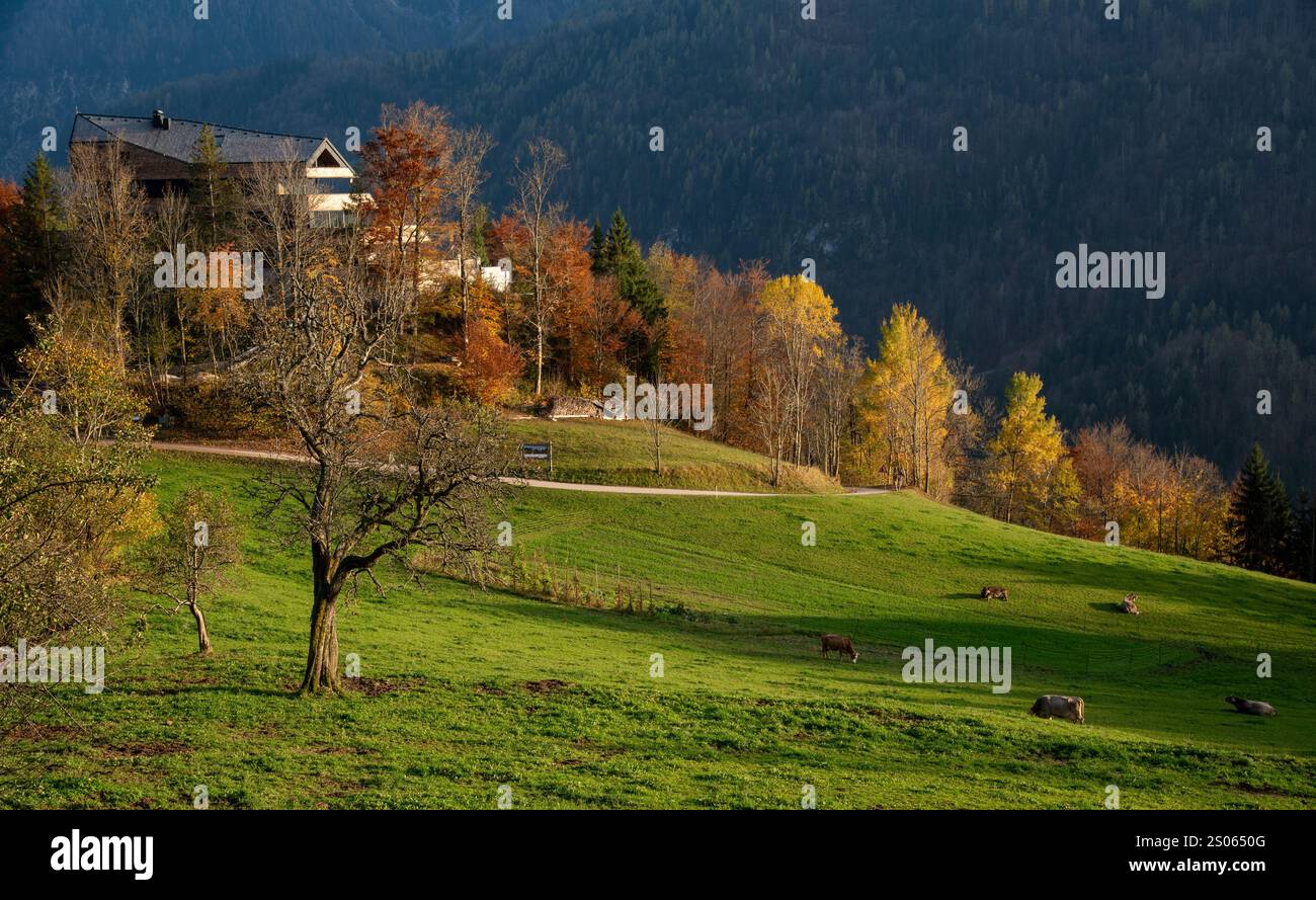 Idyllische Herbstlandschaft mit Kühen, die friedlich auf einer lebendigen grünen Wiese weiden, mit einem modernen Chalet, eingebettet zwischen bunten Bäumen und dem Schlamm Stockfoto