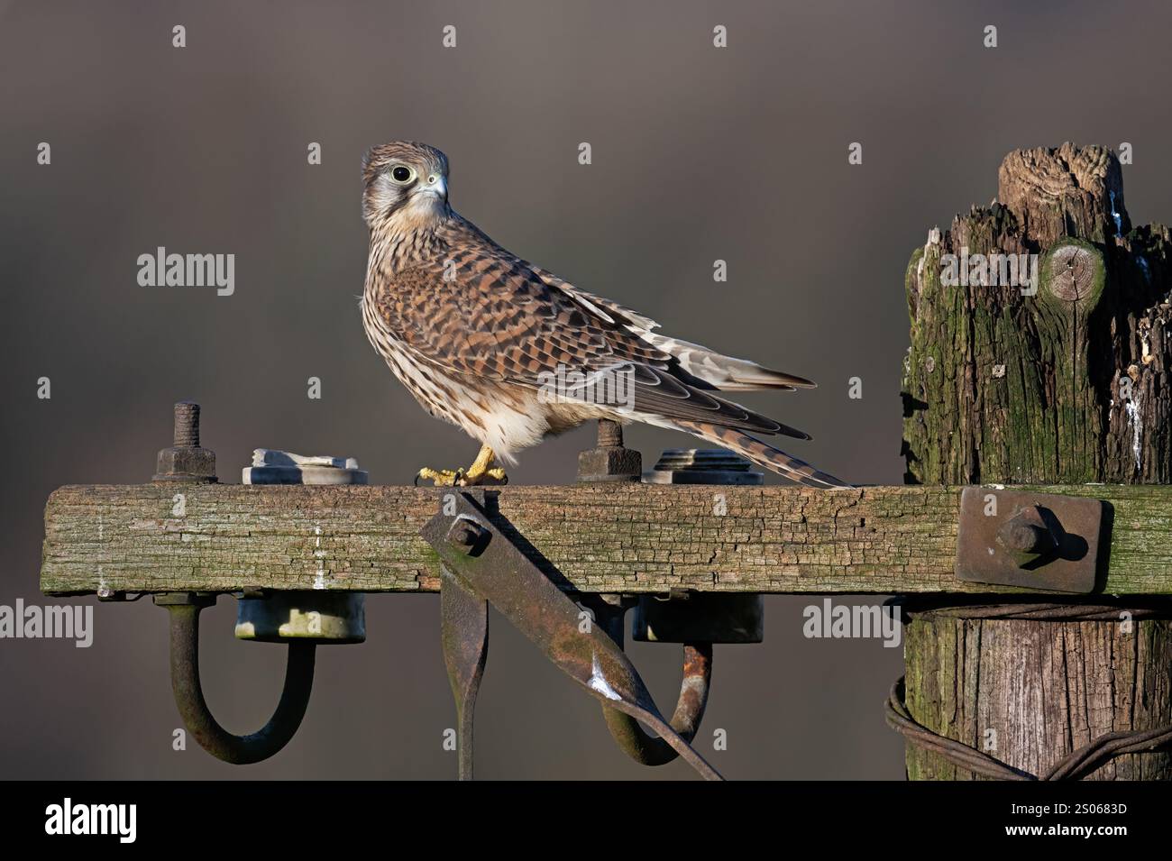 Der jüngst flüchtige Kestrel (Falco tinnunculus) sitzt im goldenen Winterlicht auf einem alten Telegrafenmast Stockfoto