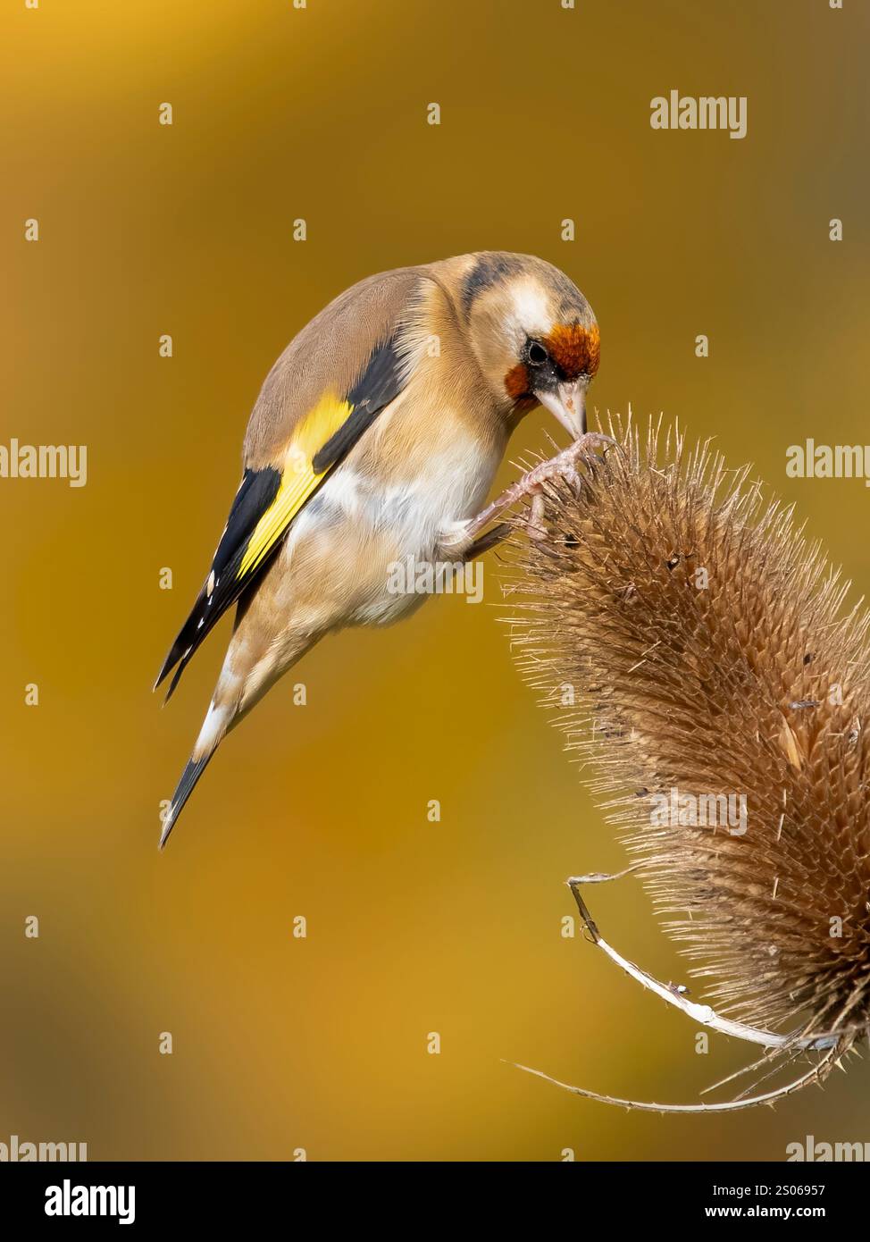 Adulter Goldfink (Carduelis carduelis), der sich vor herbstlichem Hintergrund auf Teasel ernährt Stockfoto