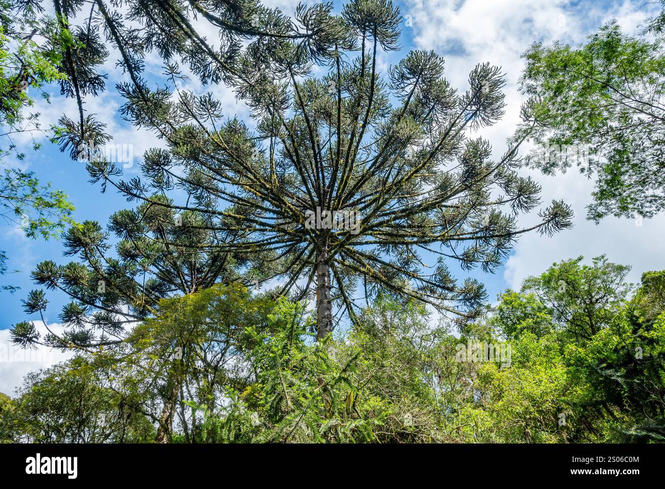 Die Krone eines Araucaria-Baumes (Araucaria angustifolia). Floresta Nacional de São Francisco de Paula, Brasilien. Stockfoto